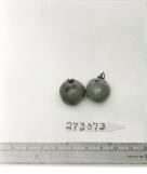 Click for 1 image(s) for this accession. FRUIT